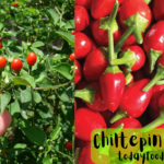 chiltepin scoville