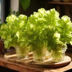 bibb lettuce