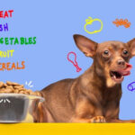 rachael ray dog food