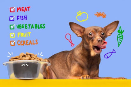 rachael ray dog food