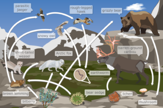 tundra food web